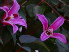 プリンセス・ダイアナ