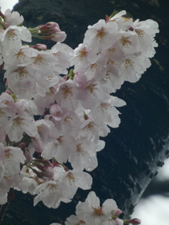 雨の中の桜 ーソメイヨシノ（２）－
