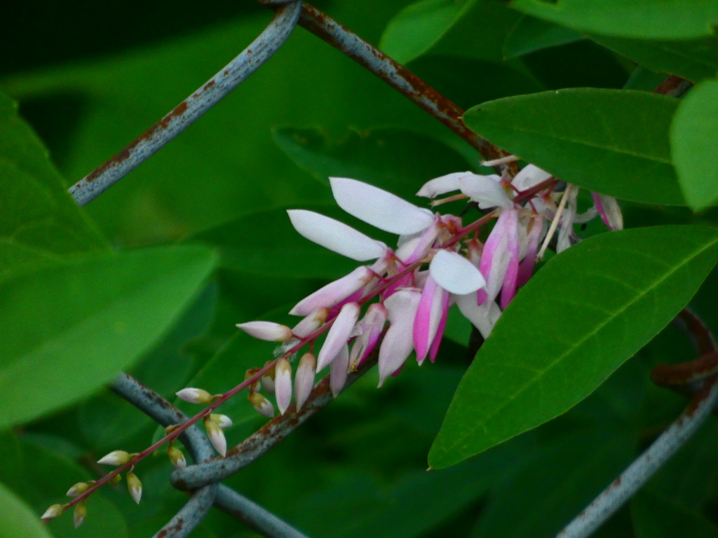 タイワンコマツナギ