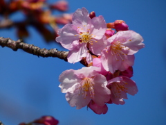 河津桜