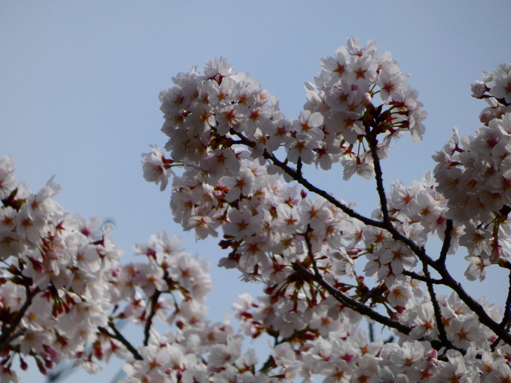 梅所第一公園のソメイヨシノ