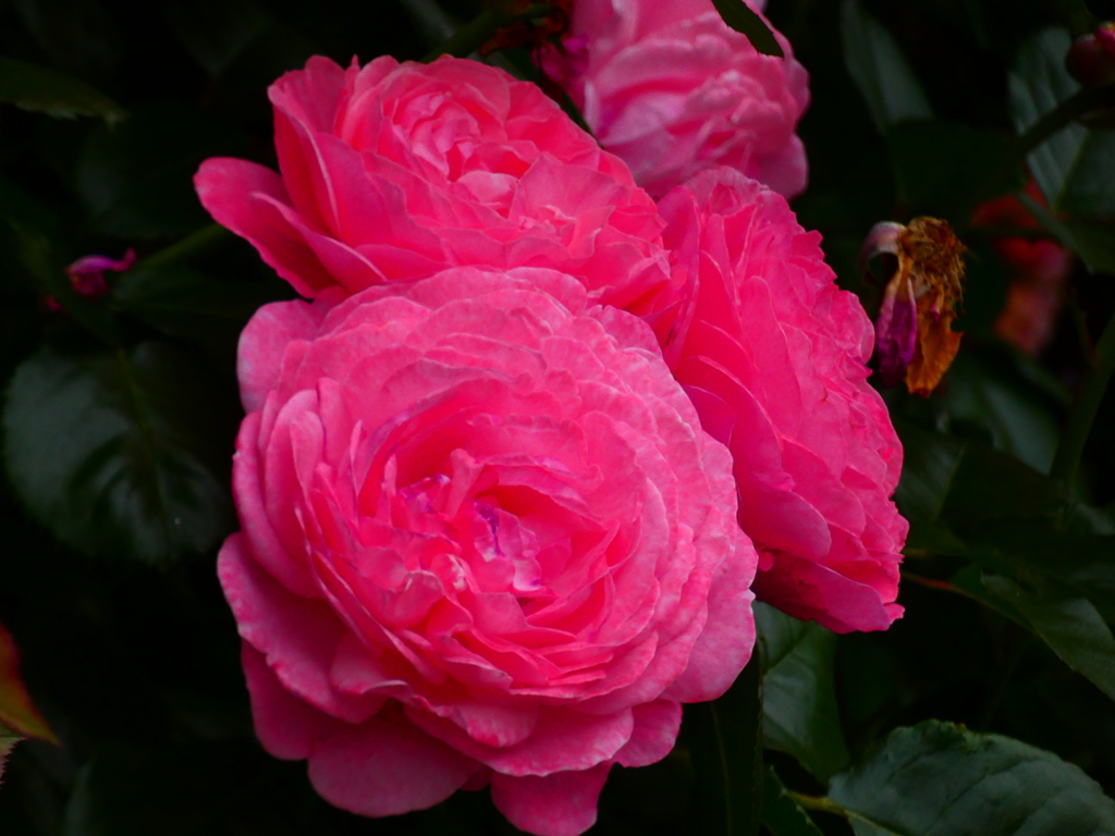 生垣の薔薇（１）