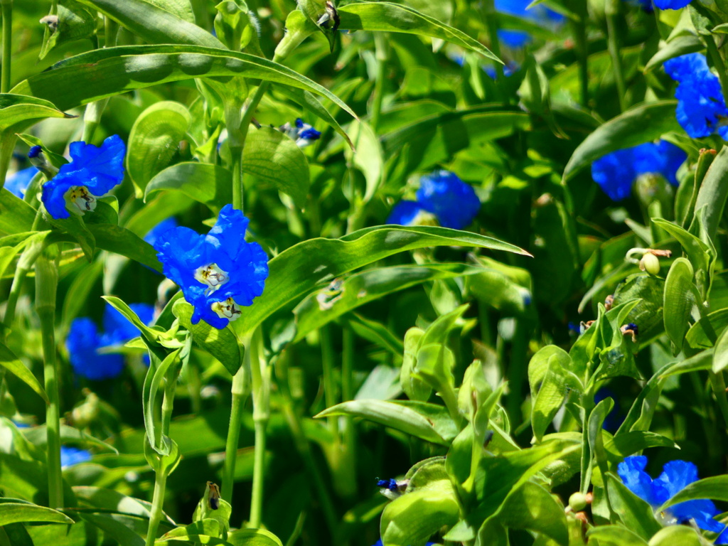 オオボウシバナ