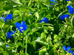 オオボウシバナ