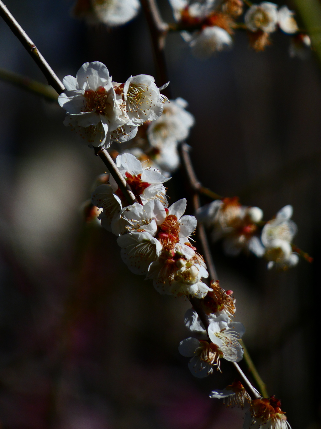 背景はお月さま？