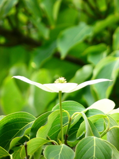 真花まで咲いた