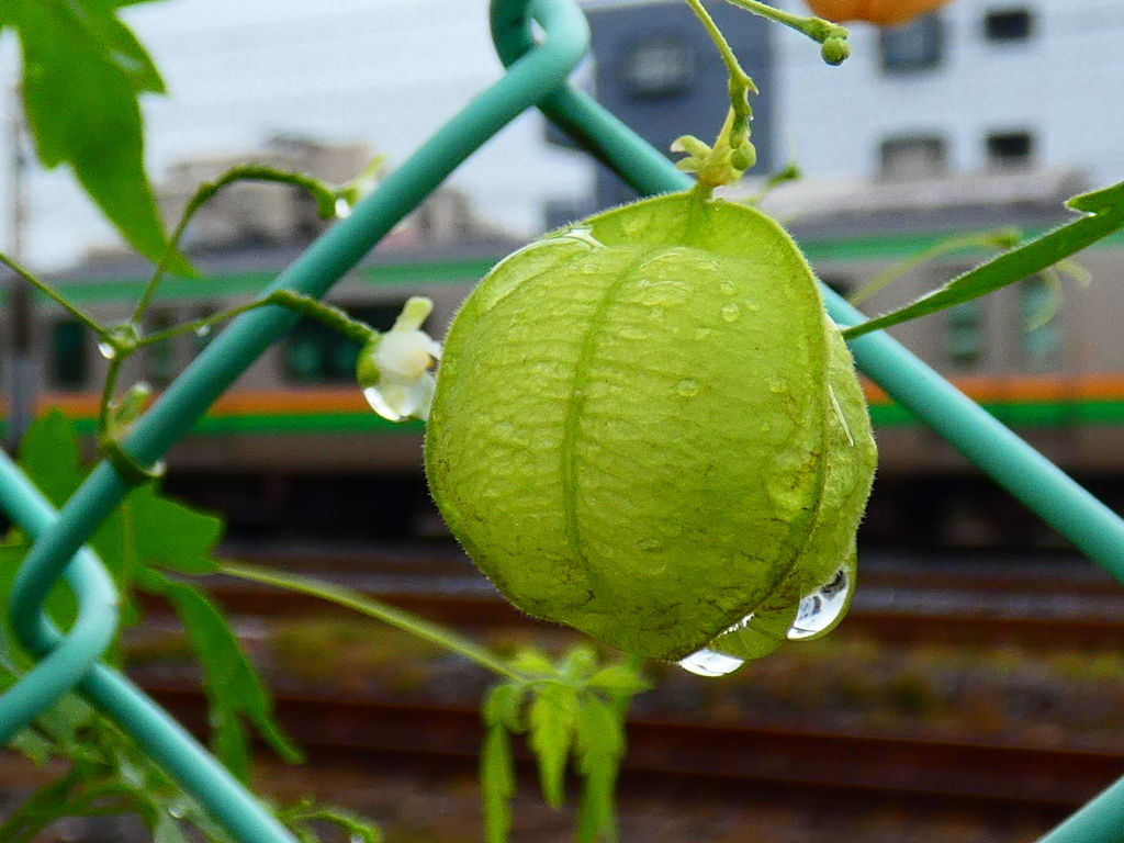 上野東京ラインを見送る