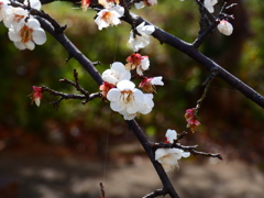 花梅 青龍枝垂れ