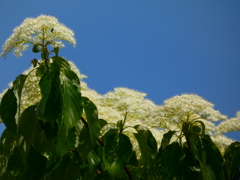 ミズキの花