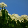 ミズキの花