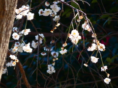 横構図で枝垂れ梅