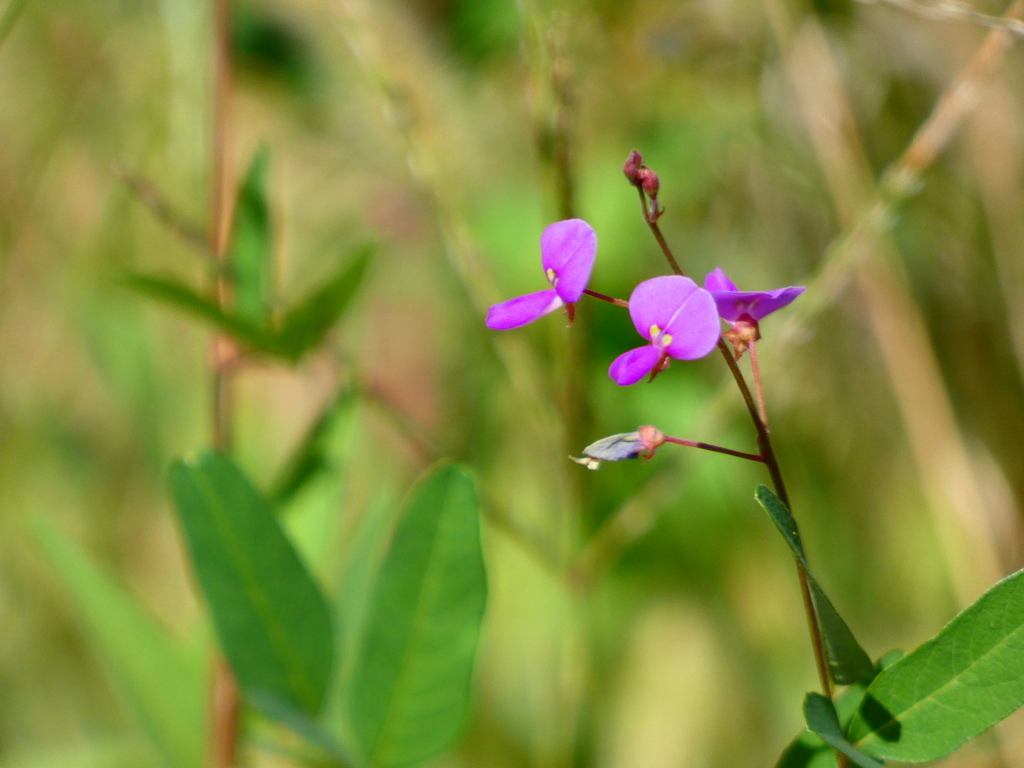 アレチヌスビトハギ