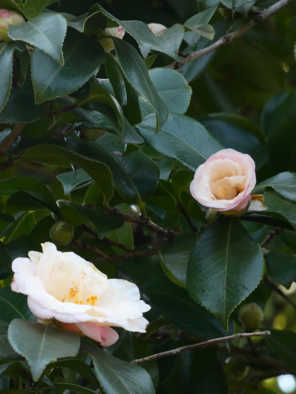 大輪の花