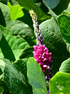クズの花