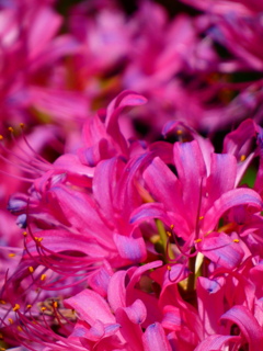 リコリス（４）