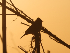 カシラダカ シルエット