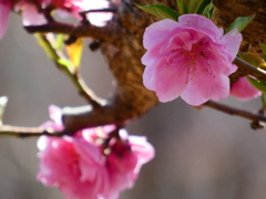 春分の花桃（２）