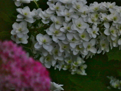 芒種の夜 カシワバアジサイ