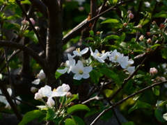 リンゴの花