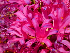 リコリス（３）