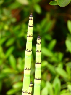 砥草