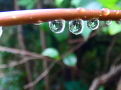 水玉レンズ