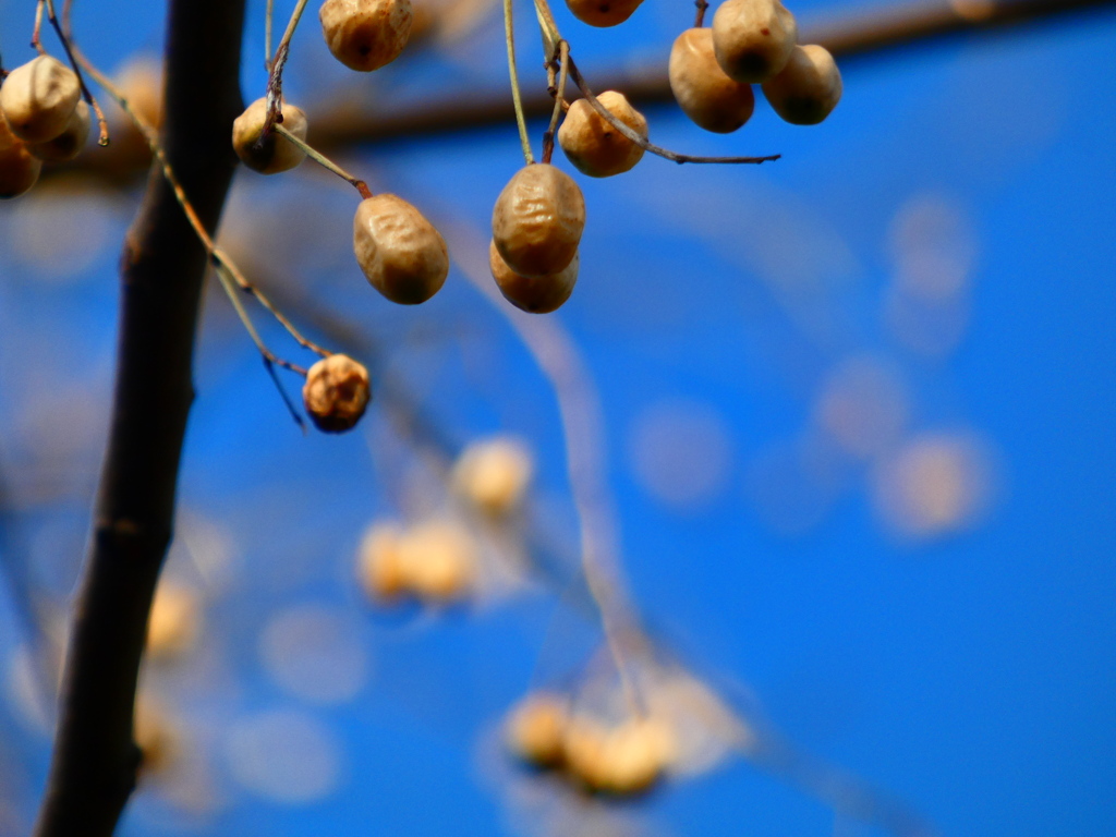 センダンの果実