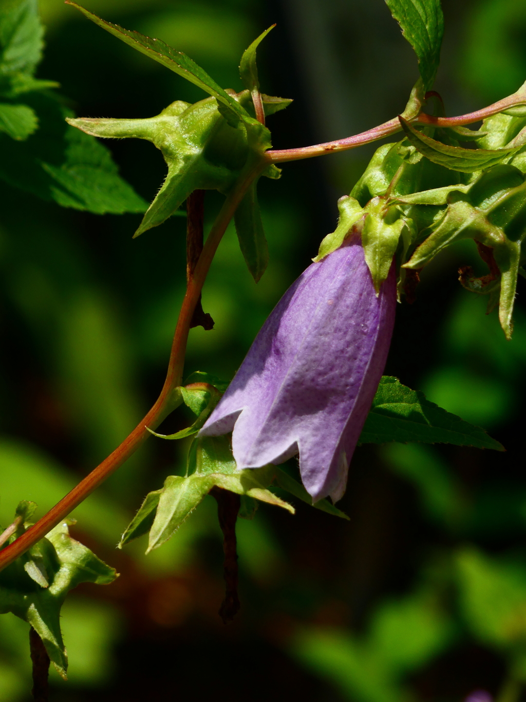 ヤマホタルブクロ