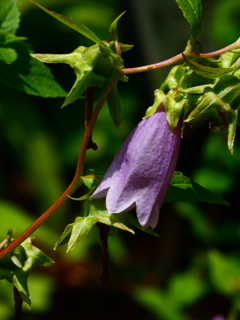ヤマホタルブクロ