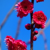 紅梅も夫婦咲き