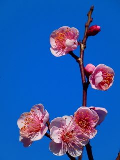 一重咲きの紅梅