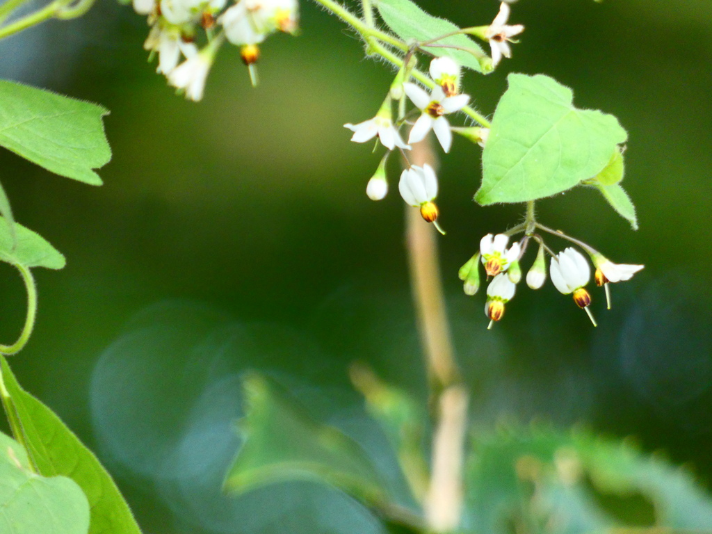 ヒヨドリジョウゴ