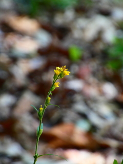 アキノキリンソウ