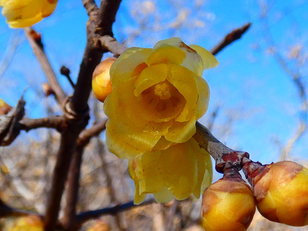 石井実生園 ロウバイお花見イベント（１）