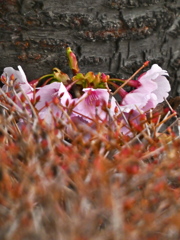 赤銅色と桜色