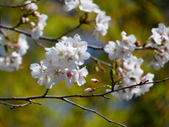 竹の葉の背景で