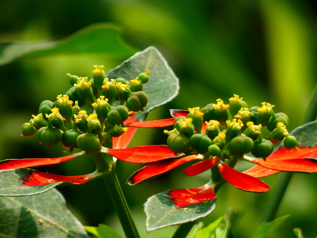 サマーポインセチア