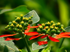 サマーポインセチア