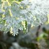 Waiting for Spring