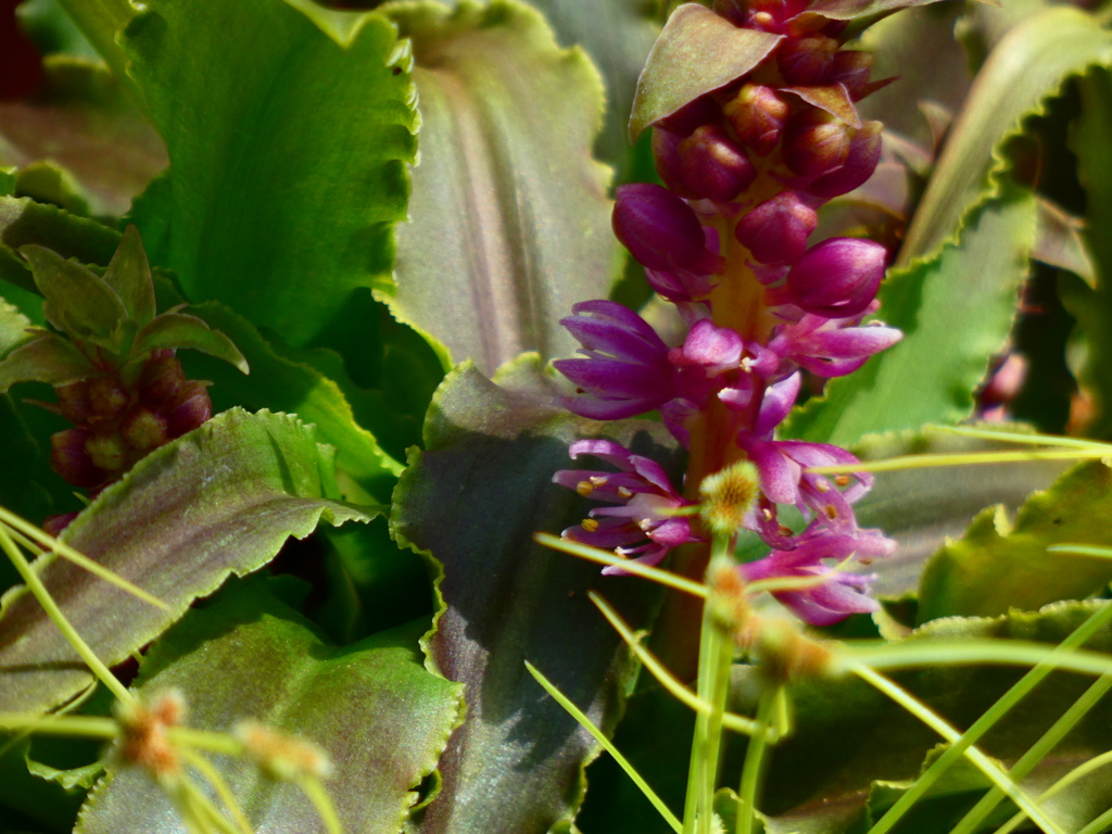 赤花ユーコミス