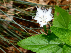 影で怒るカワラナデシコ