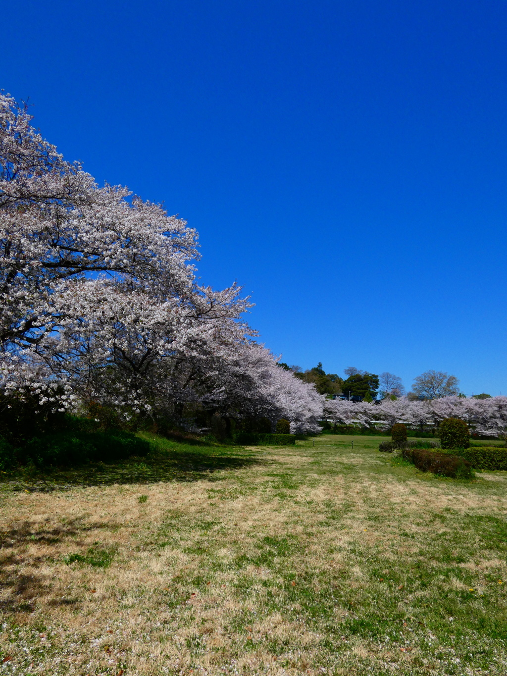 桜並木