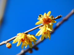 石井実生園 ロウバイお花見イベント（４）