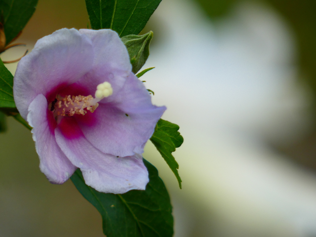 タカサゴムクゲとタカサゴユリ