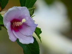 タカサゴムクゲとタカサゴユリ