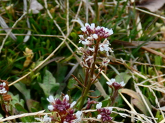 ミチタネツケバナ