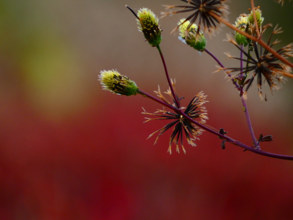 紅葉ドウダンツツジを背景に