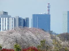 片鱗（４）ー見沼田んぼ桜回廊