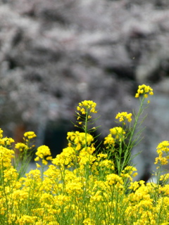 菜の花とソメイヨシノ