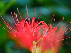 見沼代用水西縁 彼岸花2025（１）